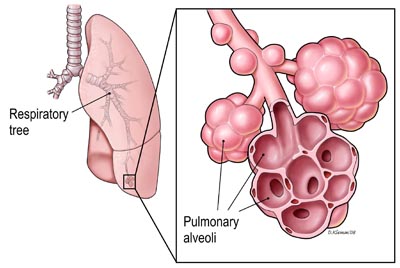 A tüdő és a léghólyagok (alveolusok)
