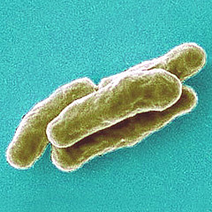tuberculosis_TBC_mycobacterium